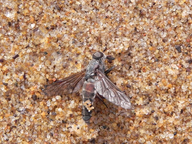 Fly Dead Sand Insect Death