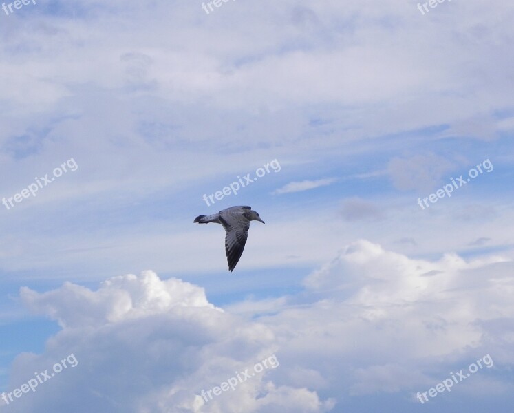 Seagull Fly Sky Nature Bird