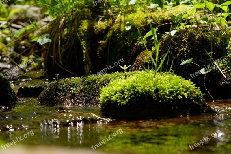 Water Flow Creek Stream Moss