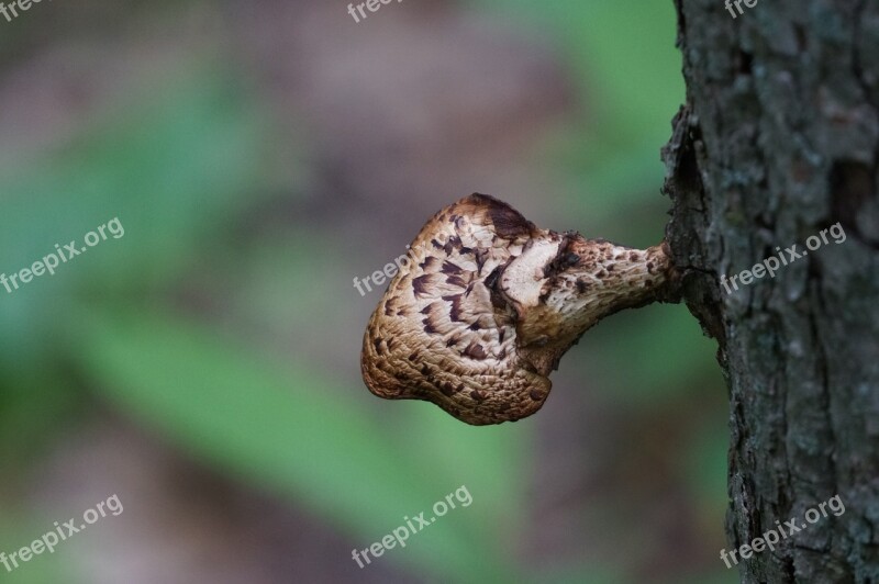 Nature Mushroom Tree Trunk Bark