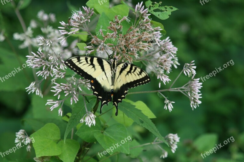 Animal Insect Butterfly Swallowtail Papilio