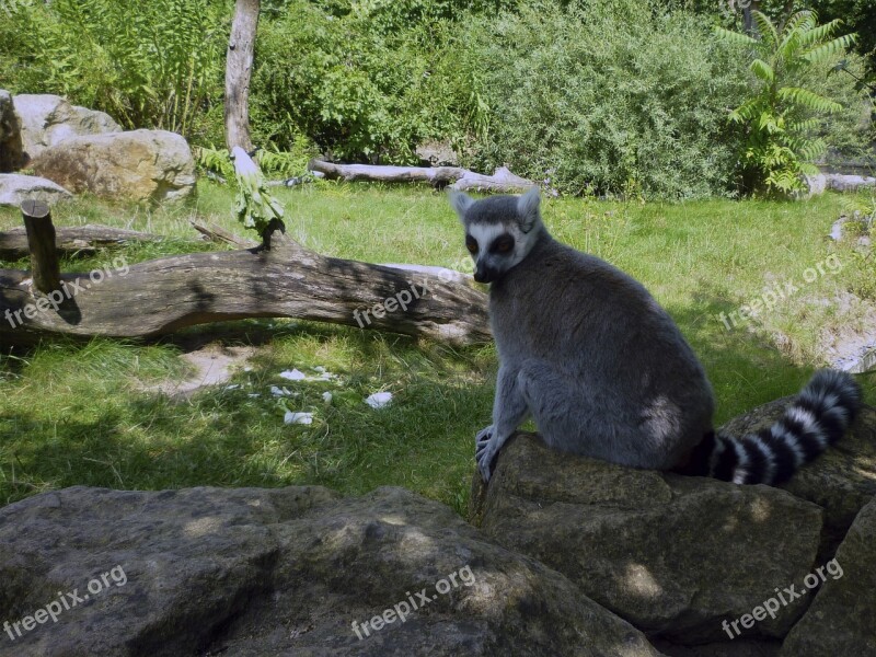 Lemur Zoo Dresden Summer Animal Free Photos