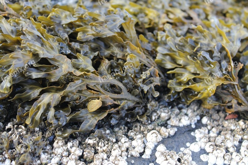 Seaweed Plant Sea Water Nature