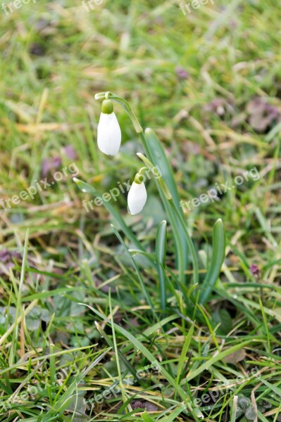 Snowdrop Spring Harbinger Of Spring Close Up Spring Flowers