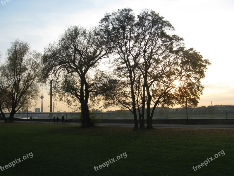 Tree Sunset Nature Rhine Düsseldorf