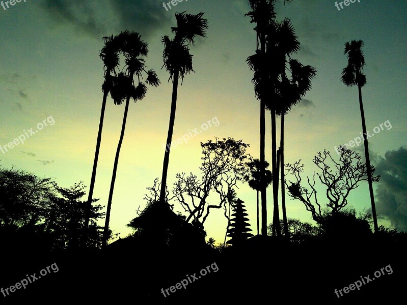 Bali Saba Beach Palm Tree Free Photos