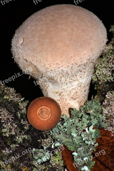 Mushroom Bovist Macro Umbrinum Free Photos