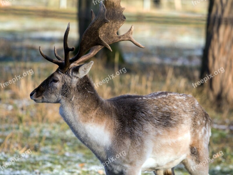 Wild Fallow Deer Red Deer Free Photos