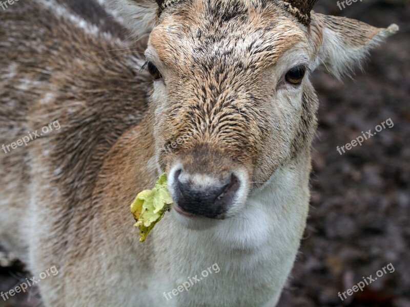 Forest Wild Fallow Deer Nature Free Photos