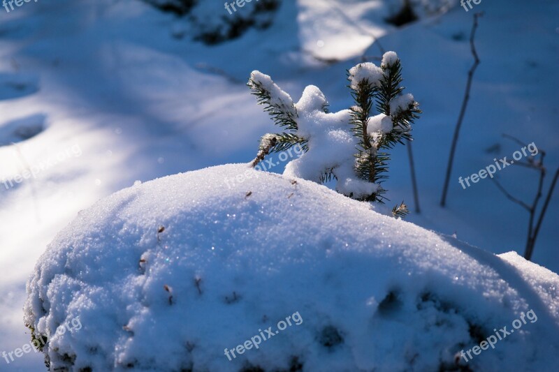 Spruce Snow Winter Branch Needles