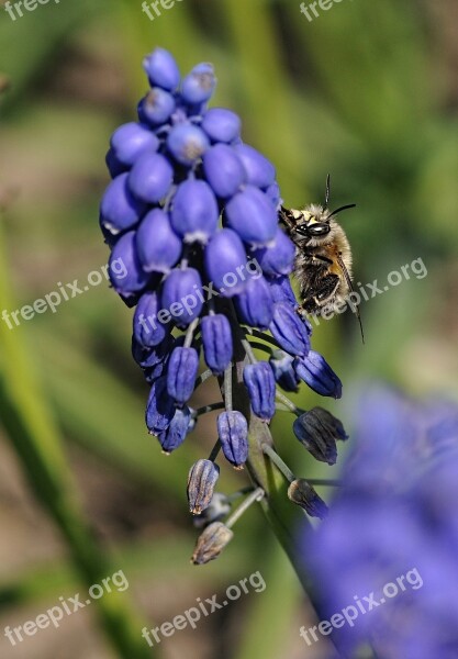 Muscari Bee Flower Insects Forage