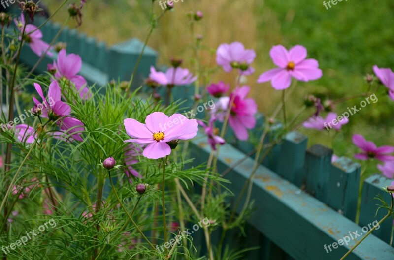 Cosmos Cosmos Bipinnatus Garden Pink Flowers