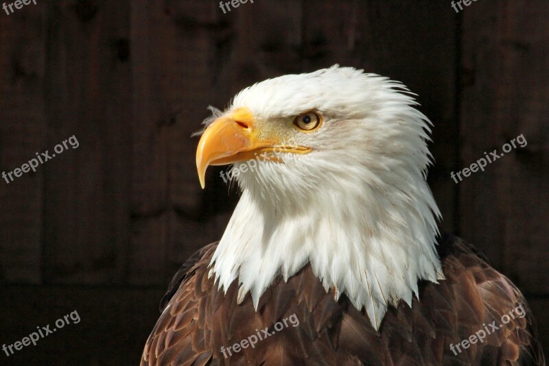 Bald Eagle Portrait Raptor Close Up Adler