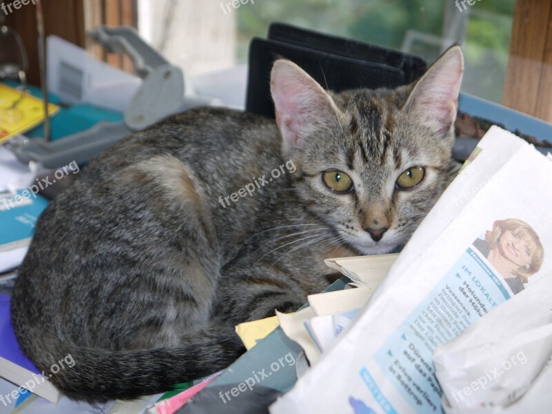 Cat Baby Grey Hiding Place Cute