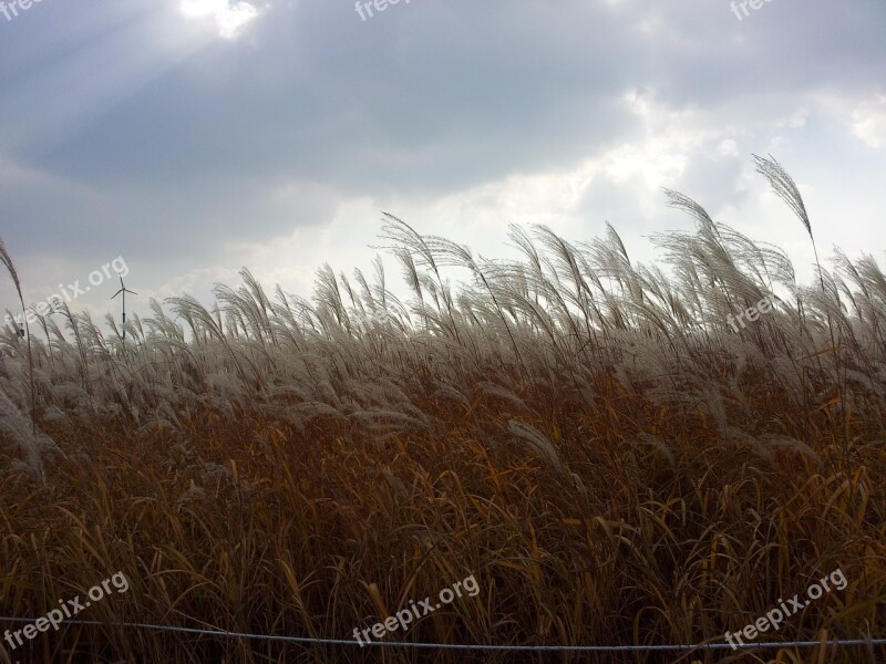 Sky Park Silver Grass Wind Free Photos