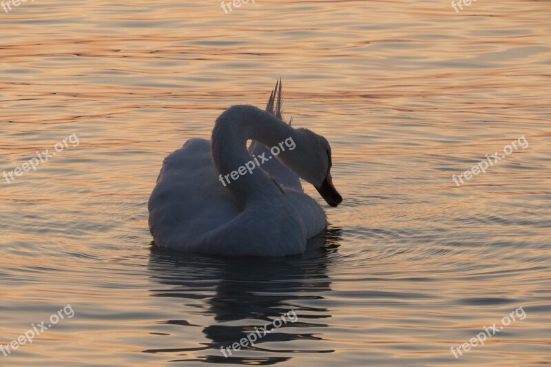 Lake Balaton Mood Sun Swan Free Photos