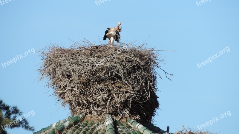 Stork Nest Birds Free Photos