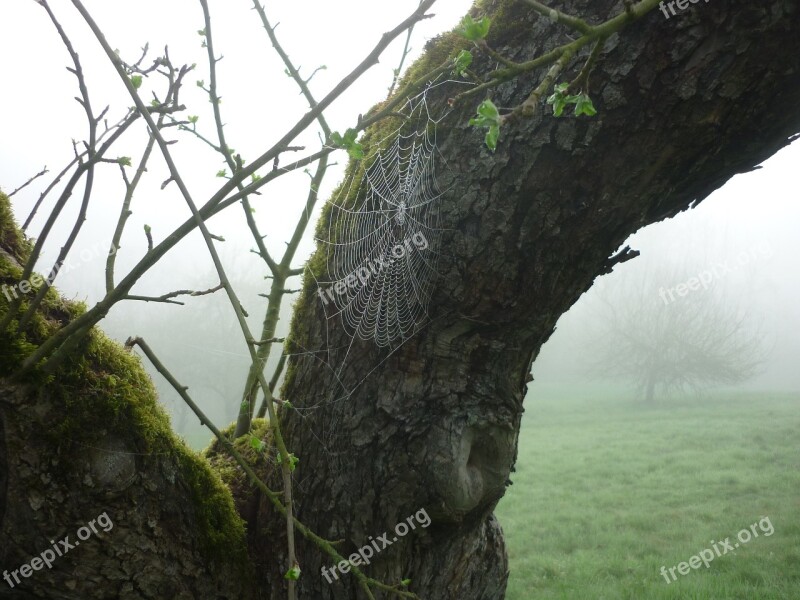 Cobweb Spider Nature Fog Spring