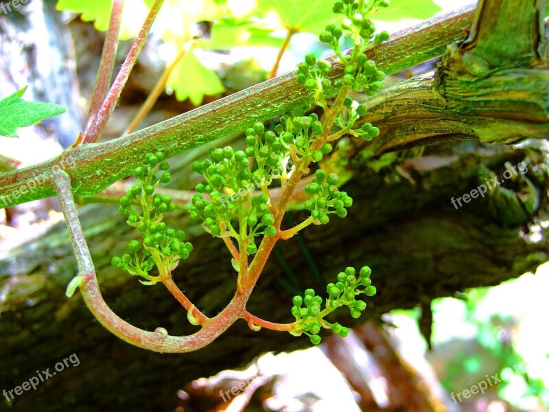 Wine Blossom Cats Tongues Oldest Grapevine In Europe Green Vine