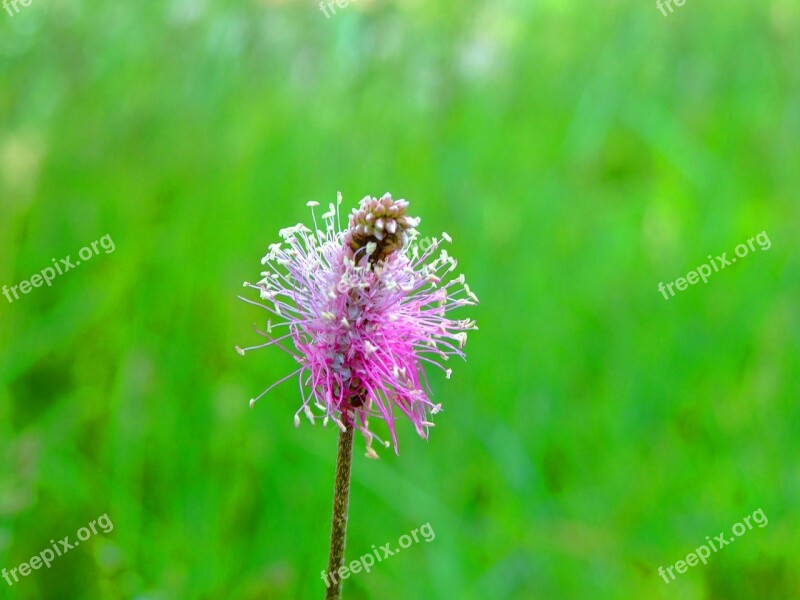 Blossom Bloom Violet Field Flower Flower