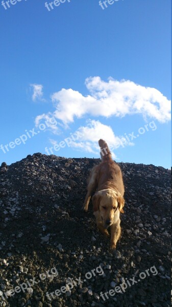 Dog Cute Cloud Sunny Animal