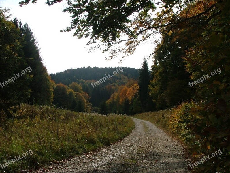 Autumn Forest Nature Beech Plateau Beech Mountain