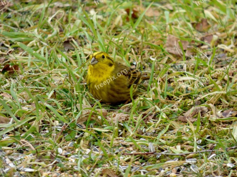 Bird Birds Yellowhammer Yellow Garden