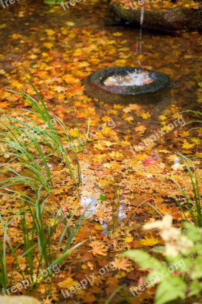 Autumnal Leaves Water Autumn Free Photos