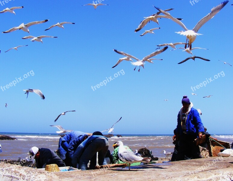 Fishing Morocco Essaouira Blue Harbor