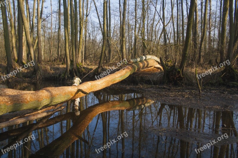 Swamp Forest Water Badgers Spring