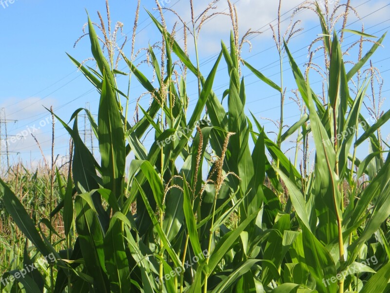 Maize Corn Sky Agricultural Organic