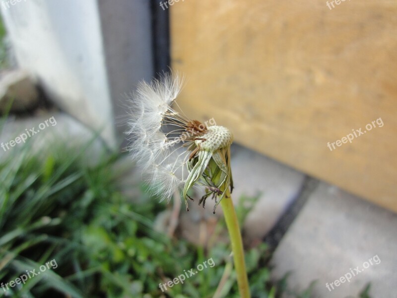 Dandelion Plant Flower Dandelions Plants