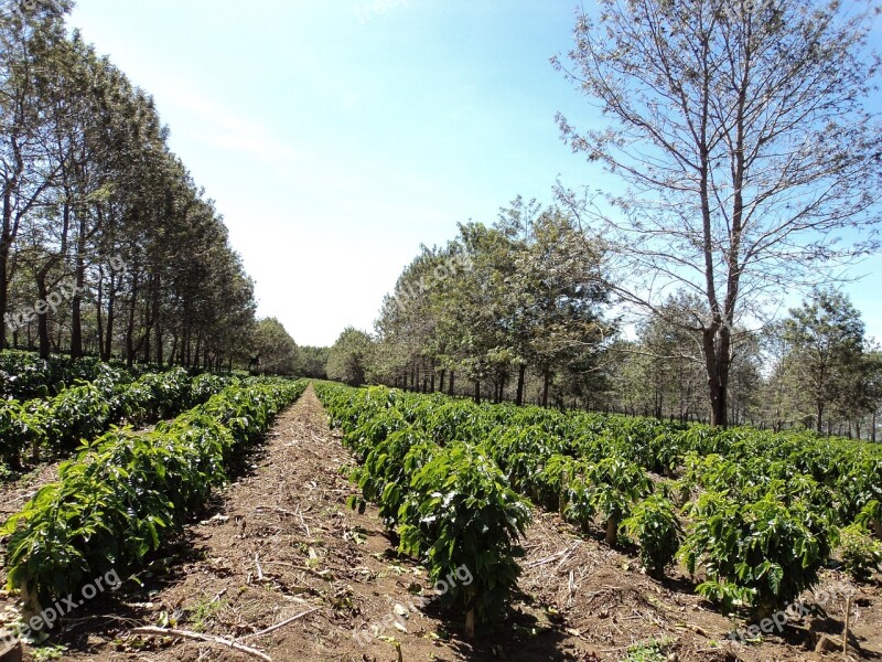 Coffee Plantation Coffee Plantation Farm Free Photos