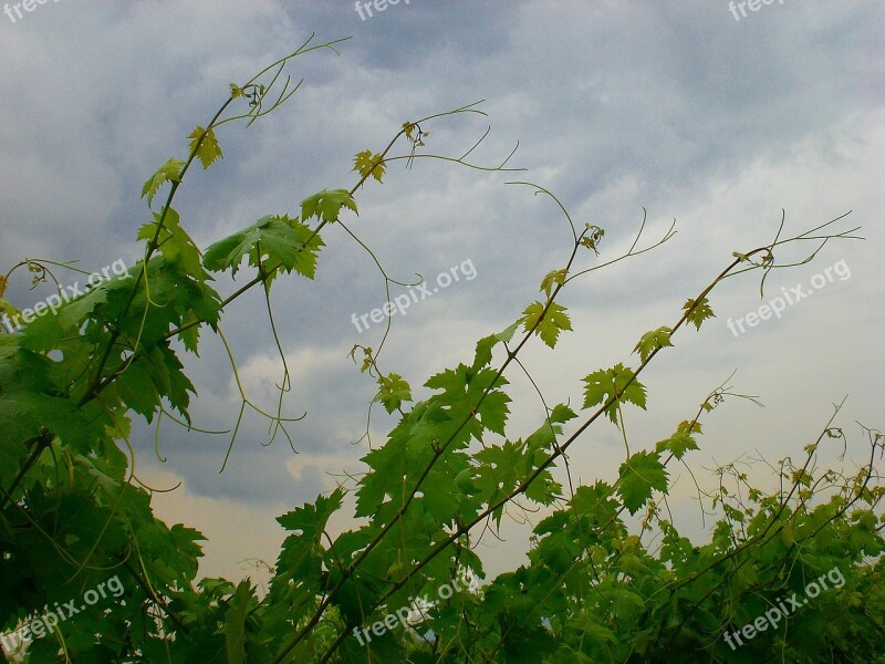 Wine Entwine Sky Leaves Vine