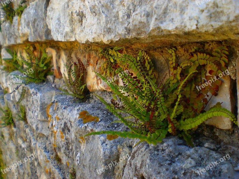 Fern Wall Nature Stone Wall Old