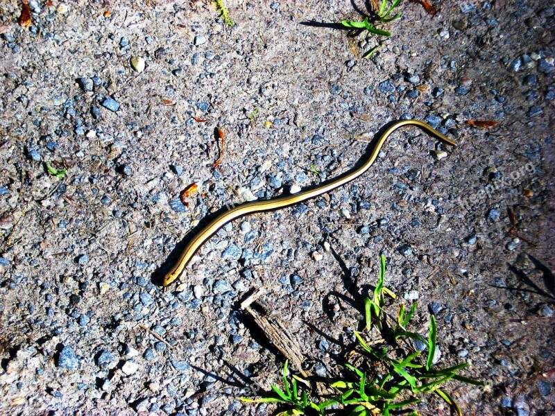 Slow Worm Snake Nature Animal Reptile