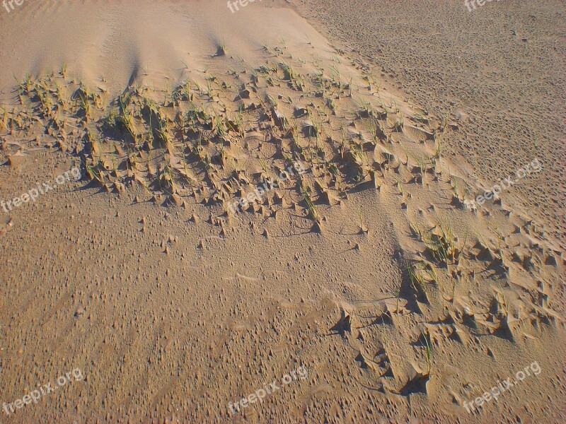 Sand Dune Beach Sand Beach Wind