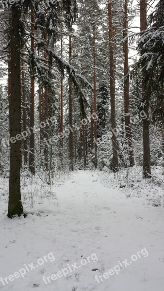 Winter Time Of Year Snow Path Forest