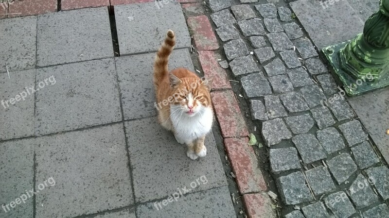 Cat Orange Cat Felis Domesticus Tabby Cat Free Photos