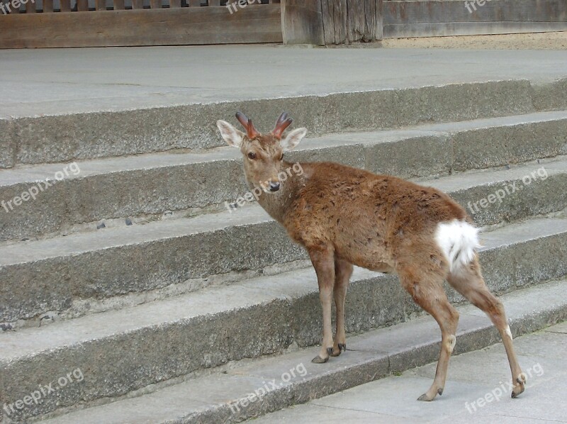 Nara Deer In Return Free Photos