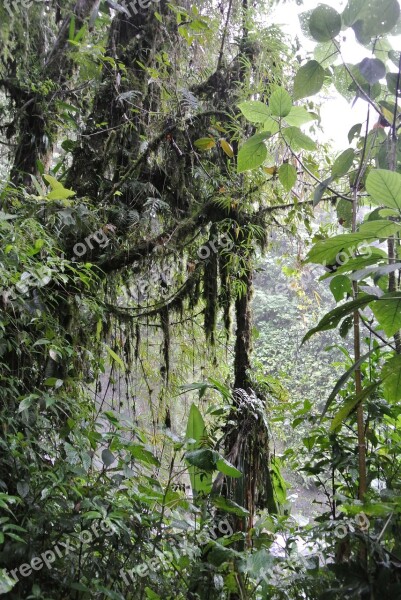 Costa Rica Rain Forest Vegetation Free Photos