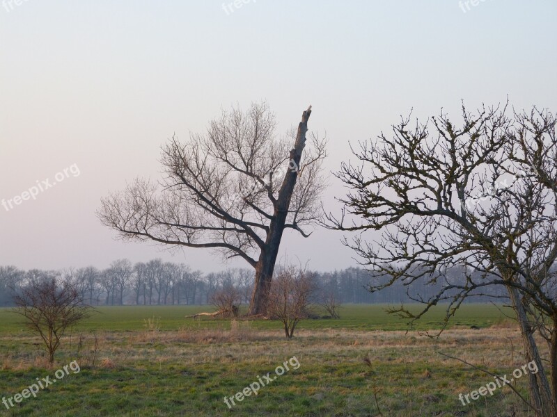 Tree Lightning Weft Landscape Free Photos