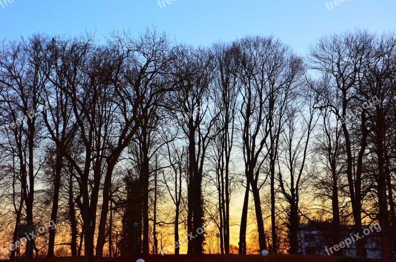 Evening River Bank Mood Forest