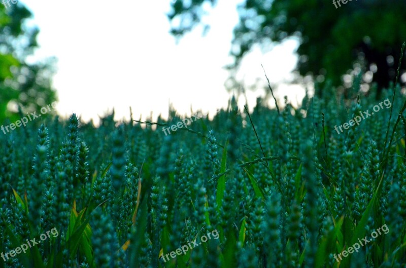 Green Wheat Plant Grain Nature