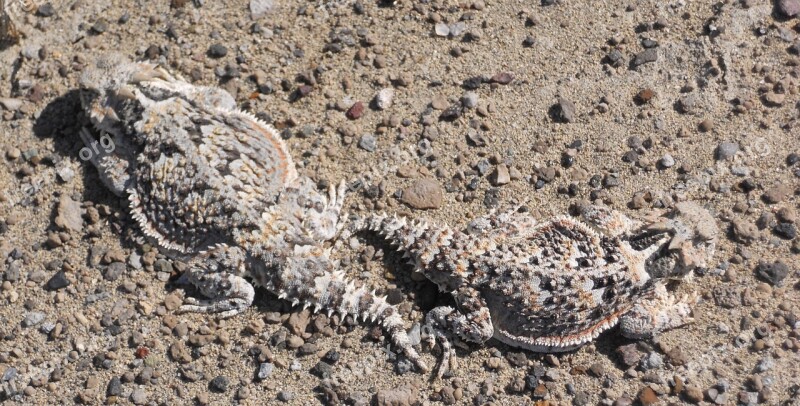 Horned Toads Camouflage Lizard Horned Lizard Phrynosomaanimal