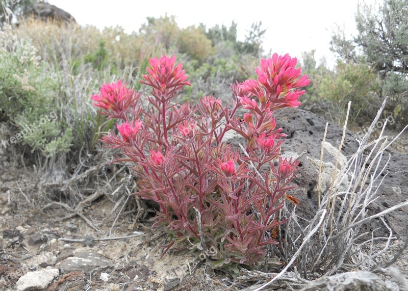 Paintbrush Indian Paintbrush Magenta Red Desert