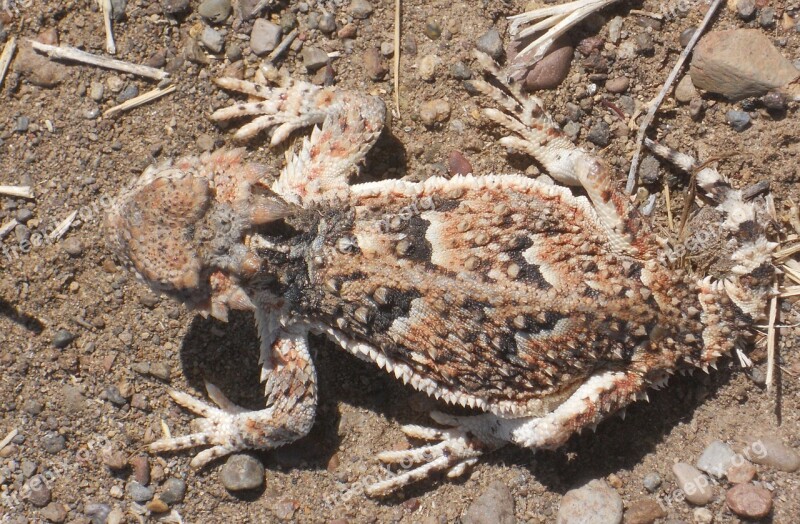 Horned Toad Camouflage Lizard Phrynosoma Horned Lizard