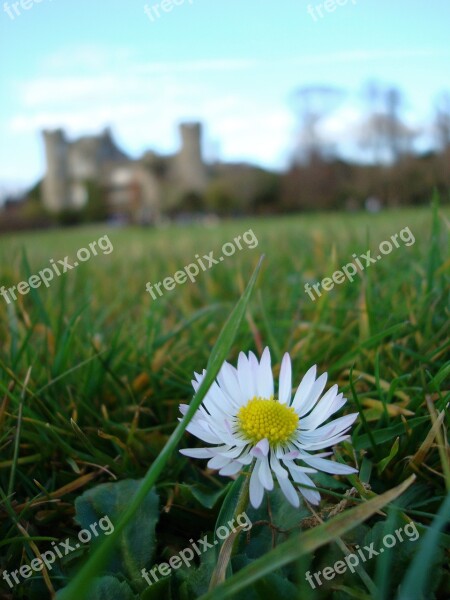 Flower Ireland Castle Grass Grounds