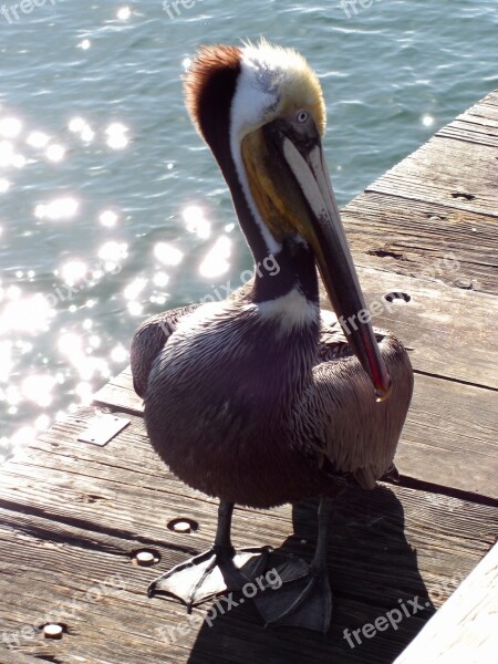 Pelican Bird Seabird Free Photos