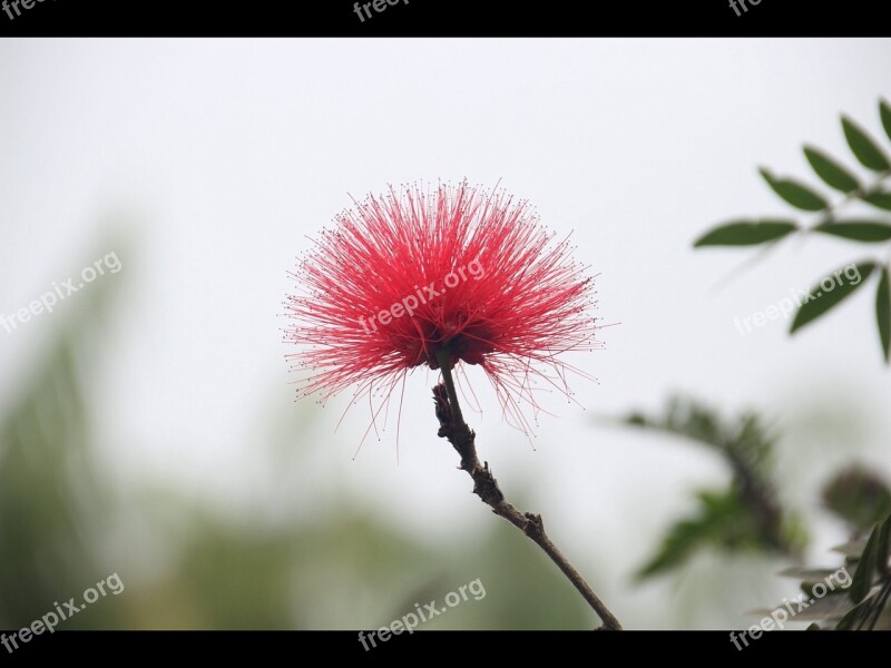 Albizua Julibrissin Silk Tree Flowers Tropical Flowers Exotic Flower